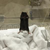 Mouse on signle wire