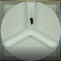 Mouse in Y Maze